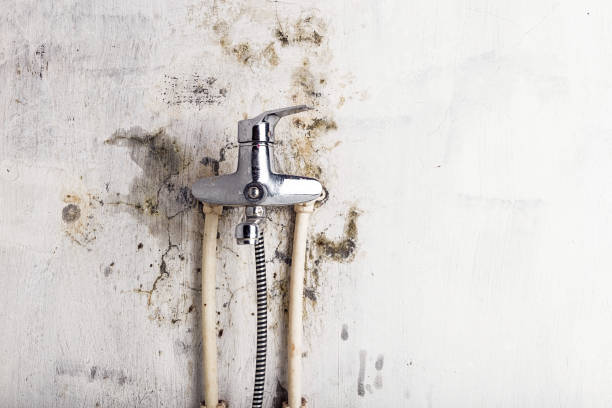 Best Emergency Mold Removal  in Vernon Valley, NJ
