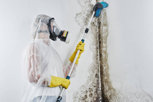 Best Mold Removal Process  in Vernon Valley, NJ