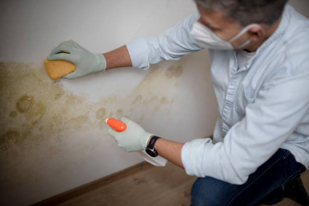 Best Commercial Mold Removal  in Vernon Valley, NJ