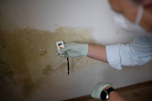 Best Mold Remediation Experts  in Vernon Valley, NJ