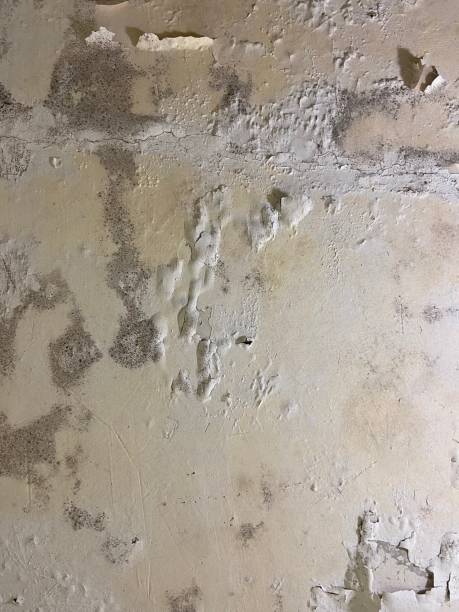 Best Certified Mold Removal  in Vernon Valley, NJ